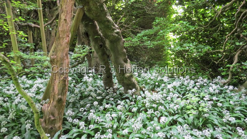 Levens Hall - Wild Garlic